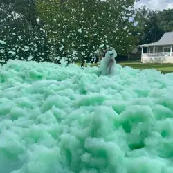 foamdaddy green foam coloring 3 1775595225 Foam Party